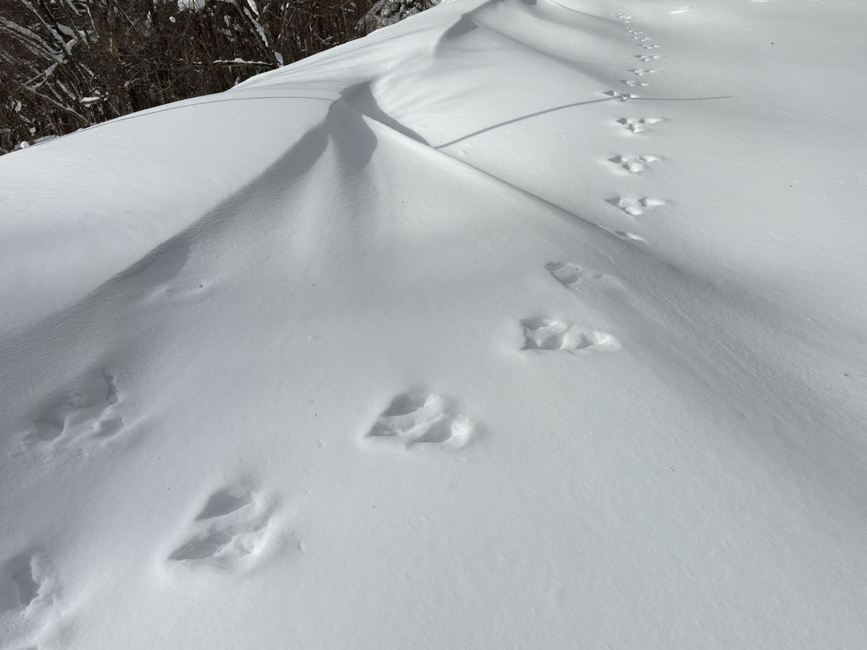とりあえずXC（1/30）