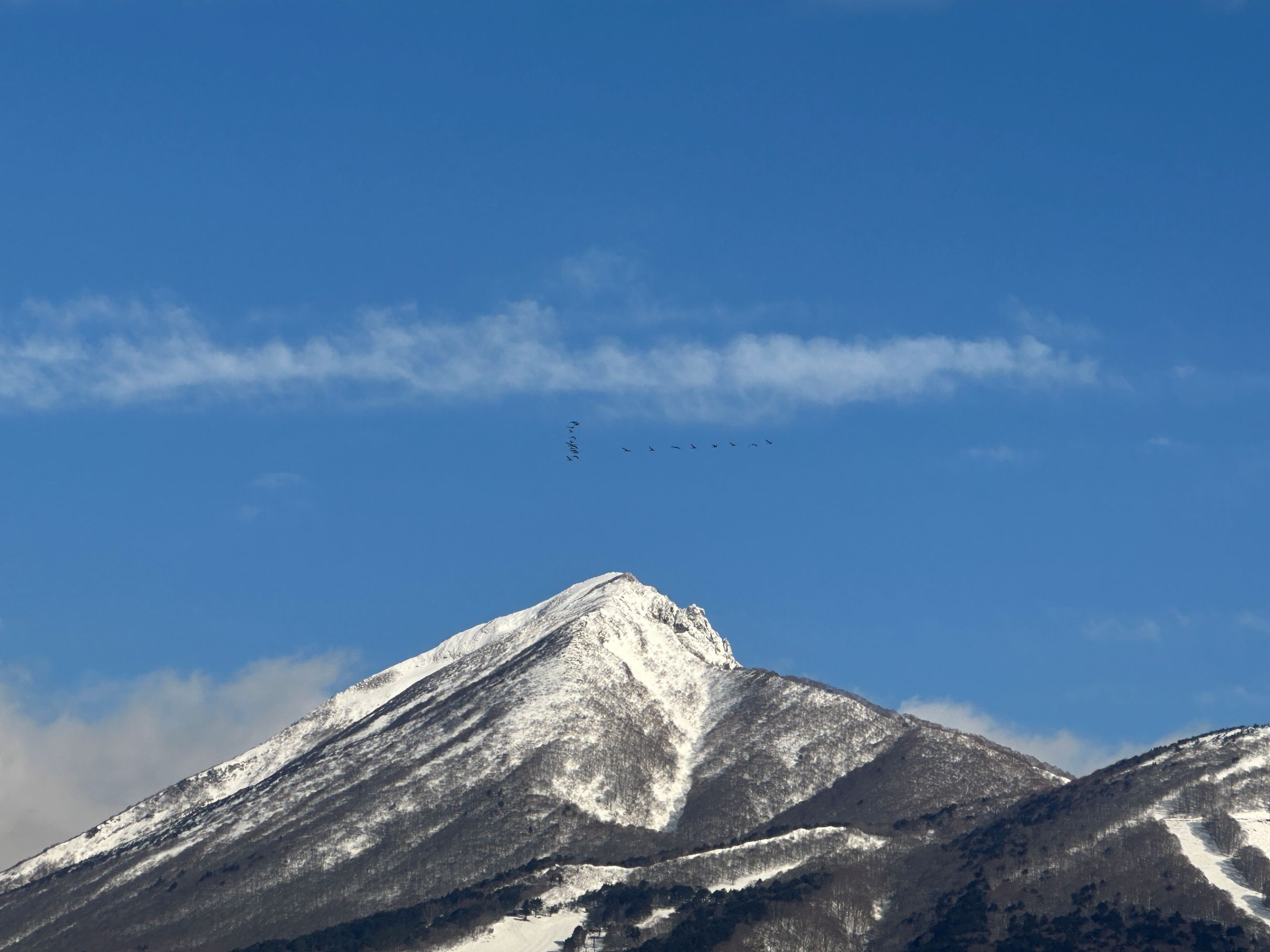 ハクチョウはどこに行く（3/17）