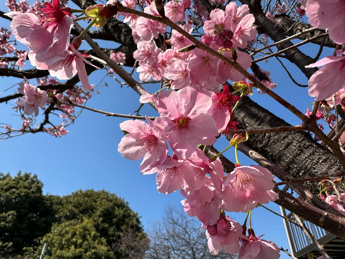 桜も咲いている（3/21）