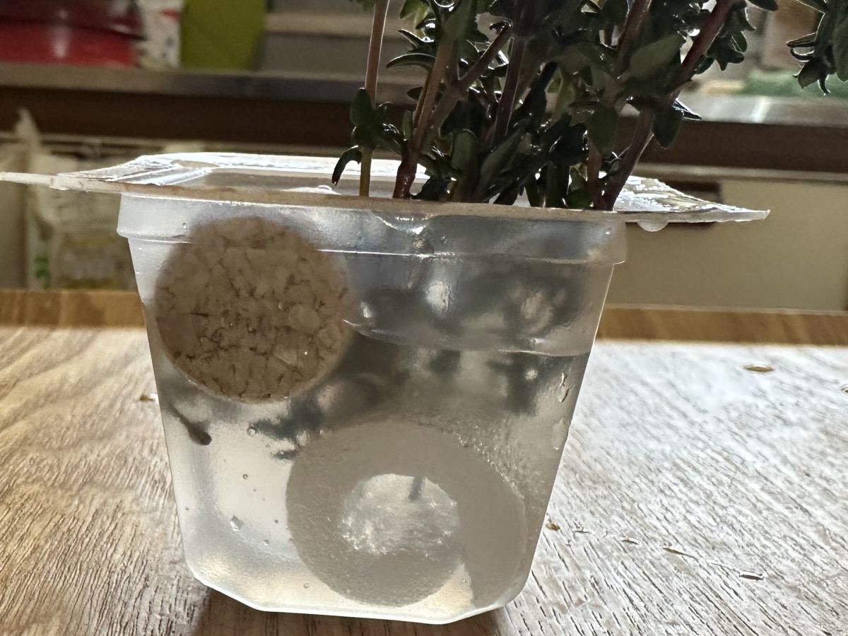 発根するだろうか？（3/28）