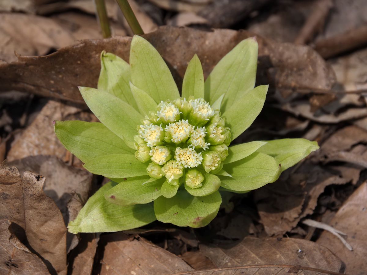 春探しと春の妄想（3/29）