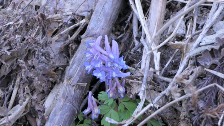 ヤマエンゴサク