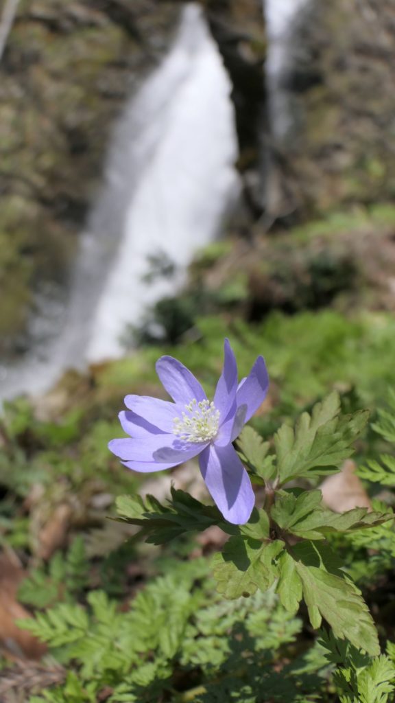 不動滝でキクザキイチゲ