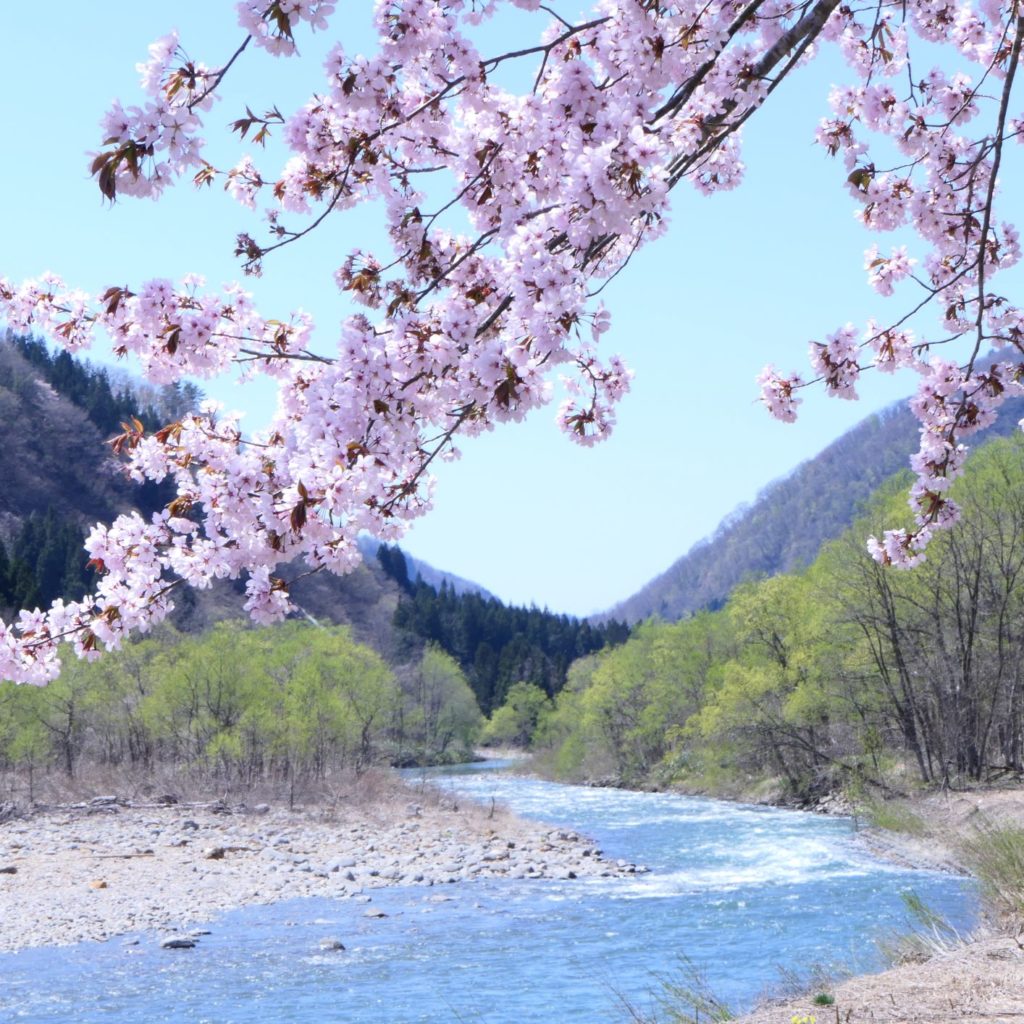 成瀬川と桜