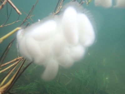 クロサンショウウオの卵のう