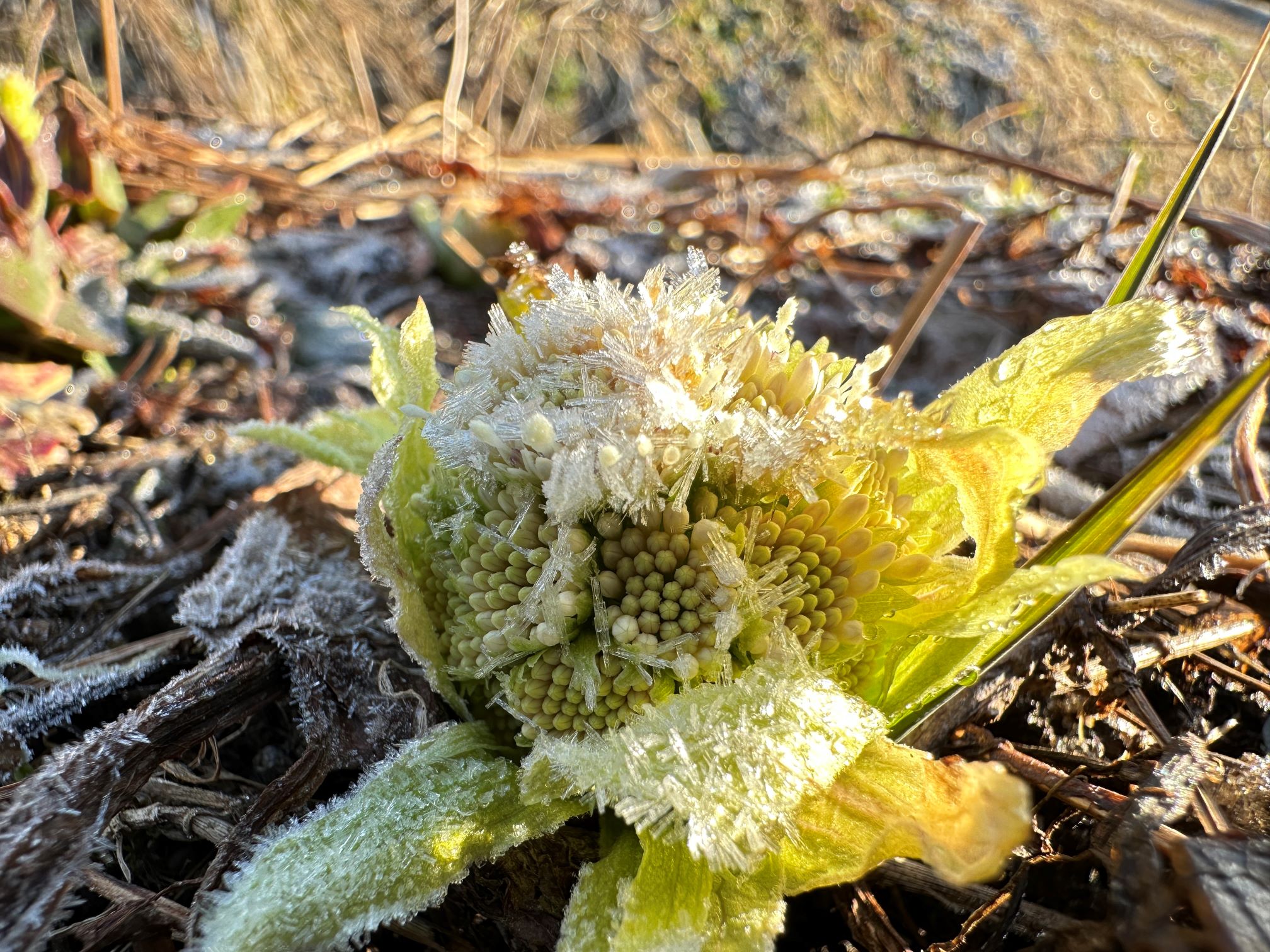 霜の花が咲くフキノトウ