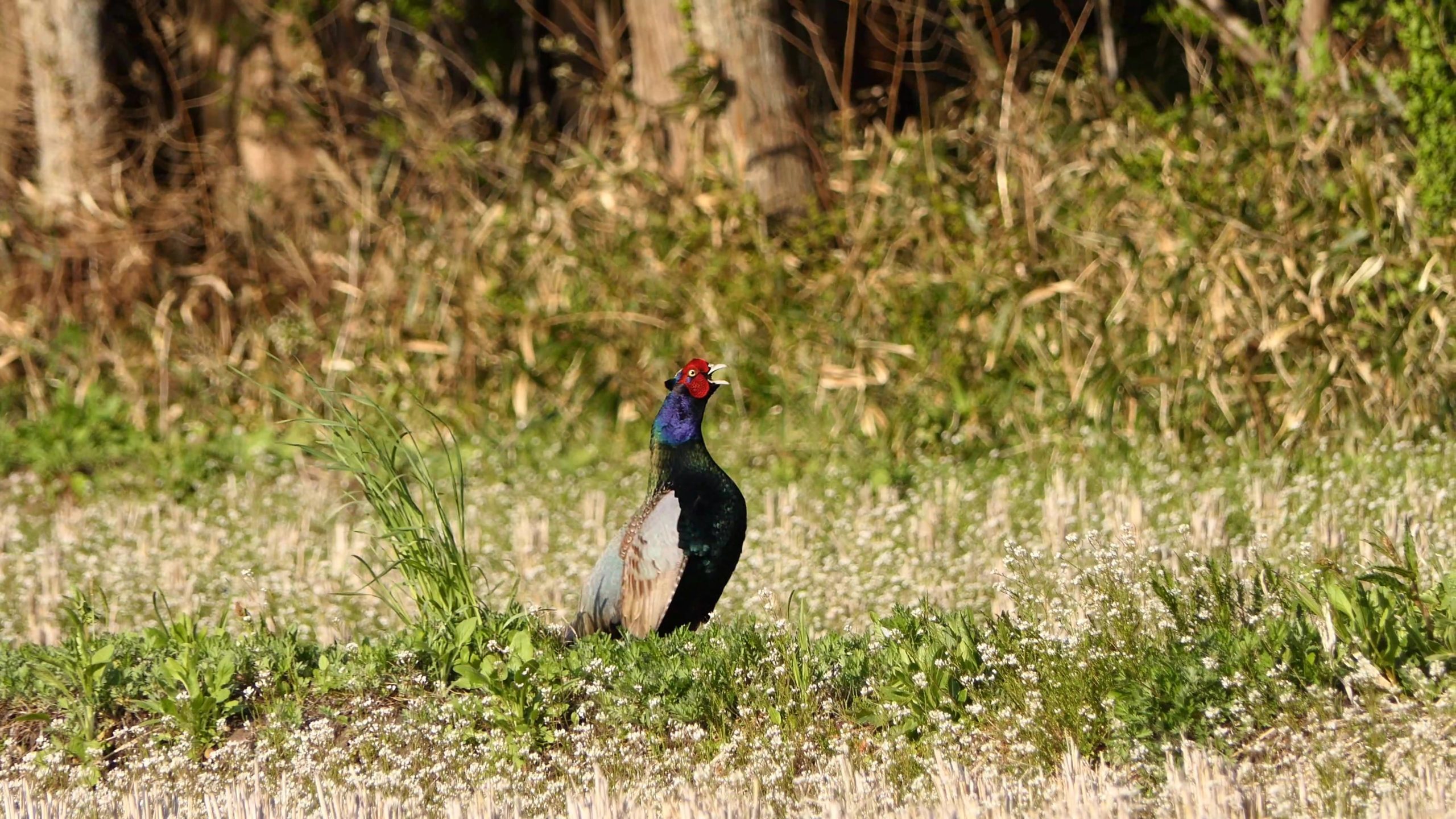 キジに出会った