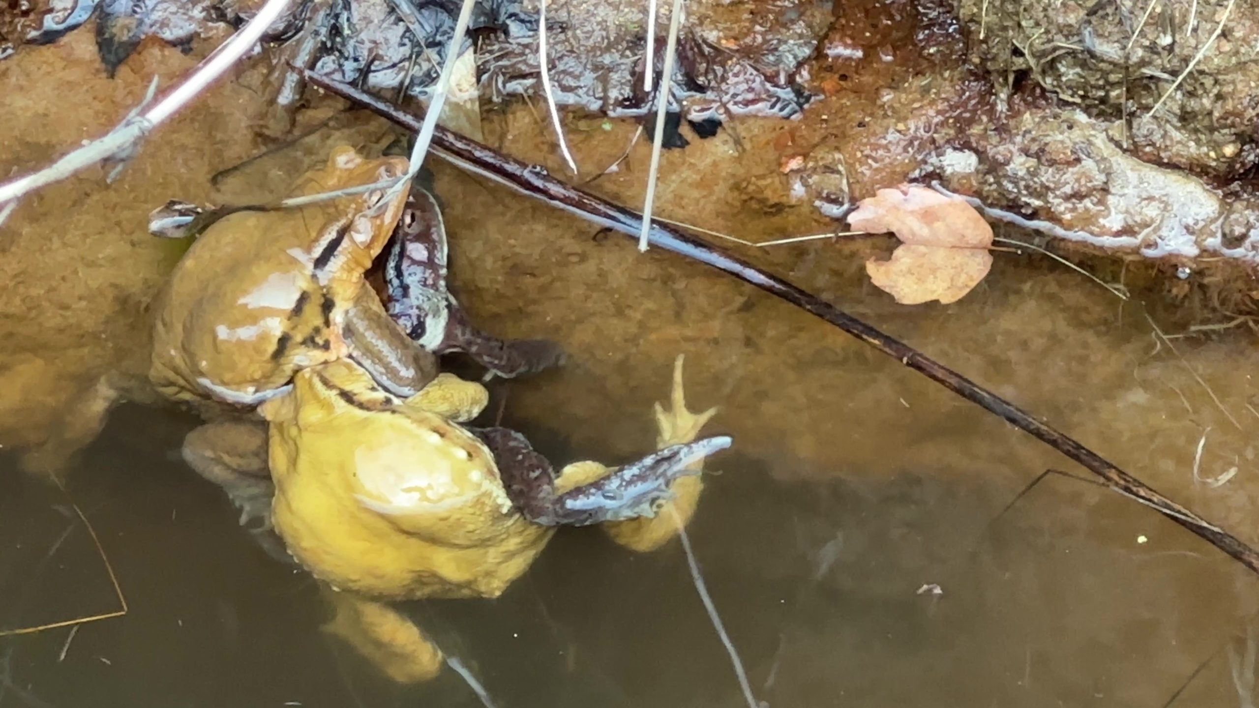 ヒキガエルの集団繁殖