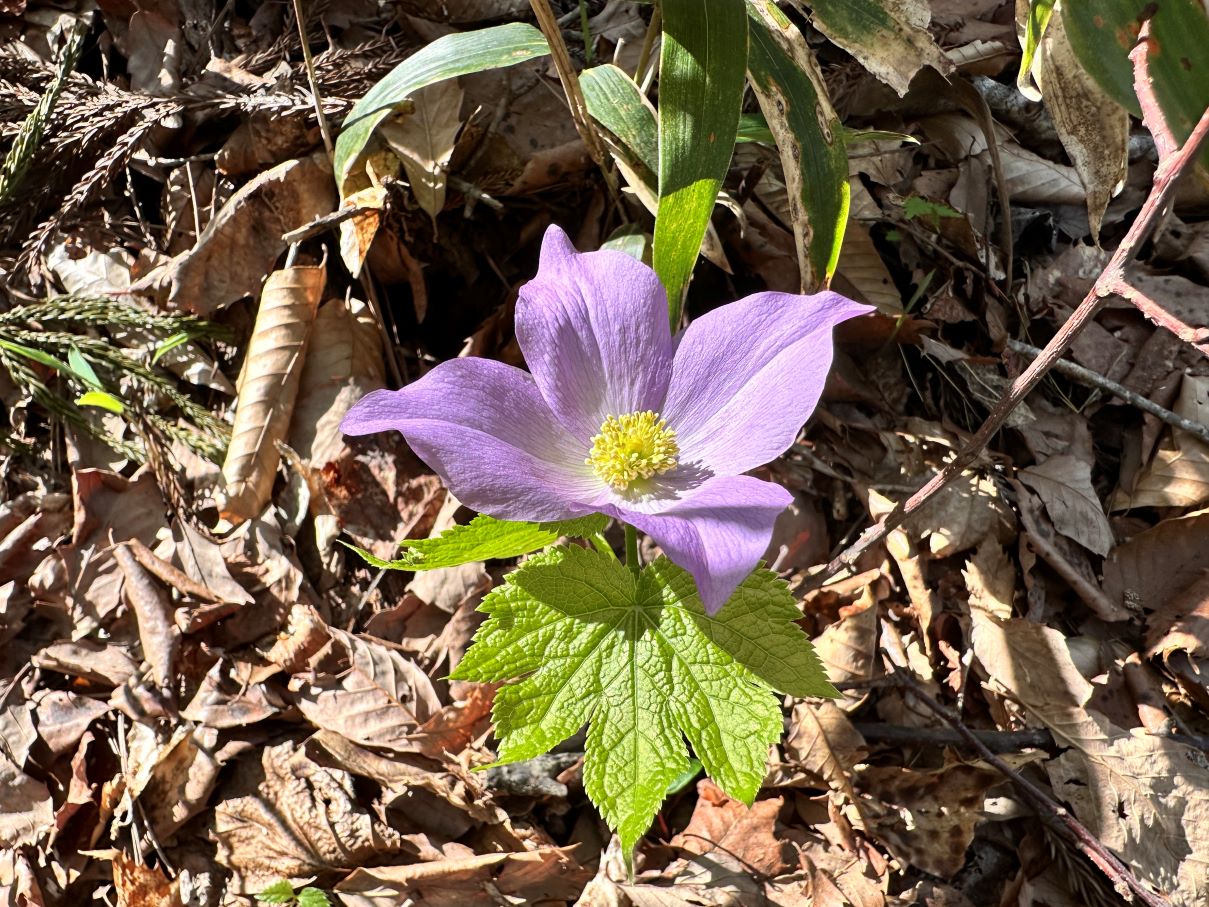 シラネアオイ（4/22）