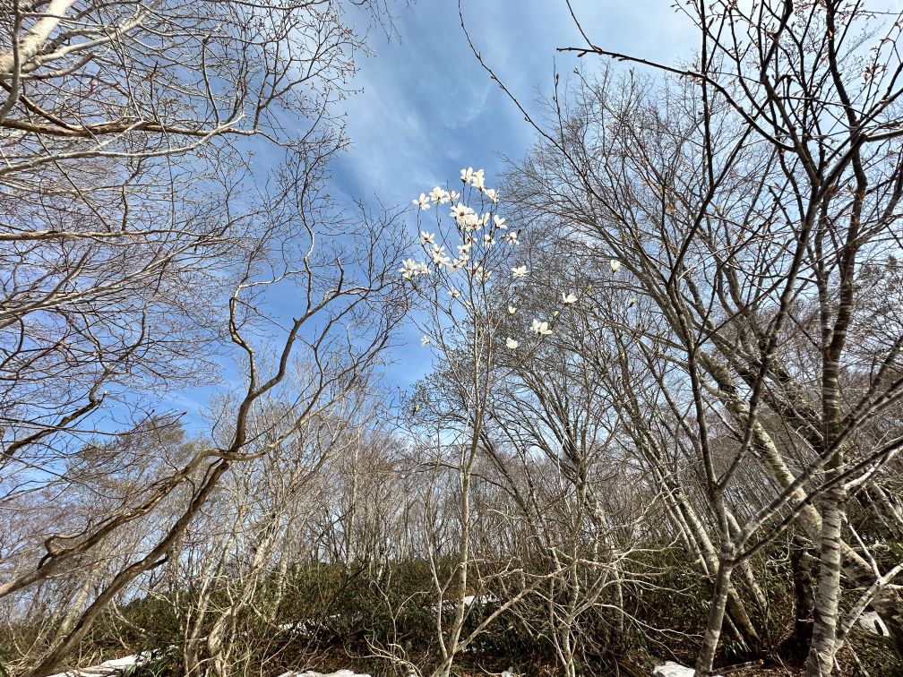 久しぶりの東成瀬村