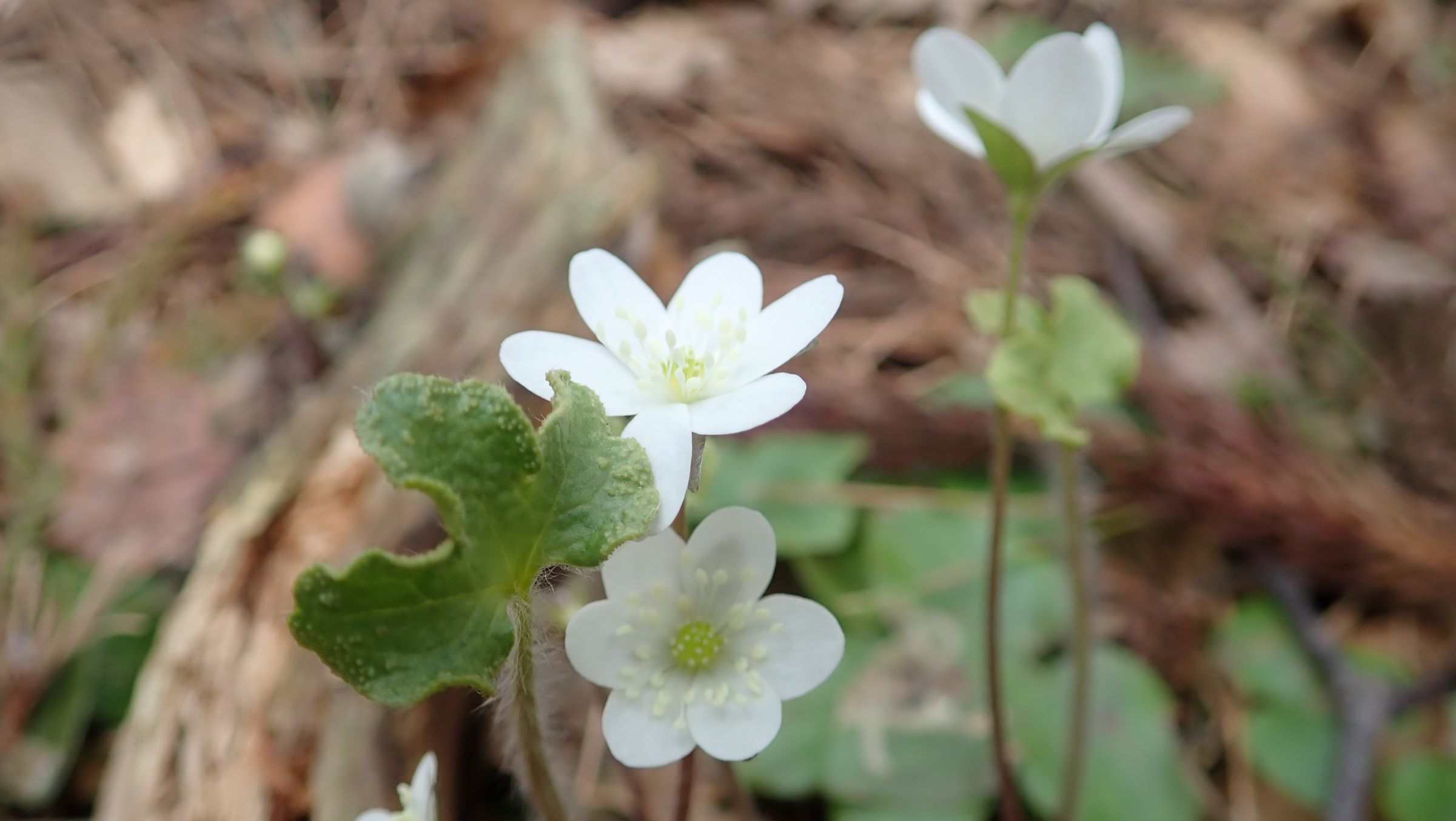 ミスミソウとセリバオウレン
