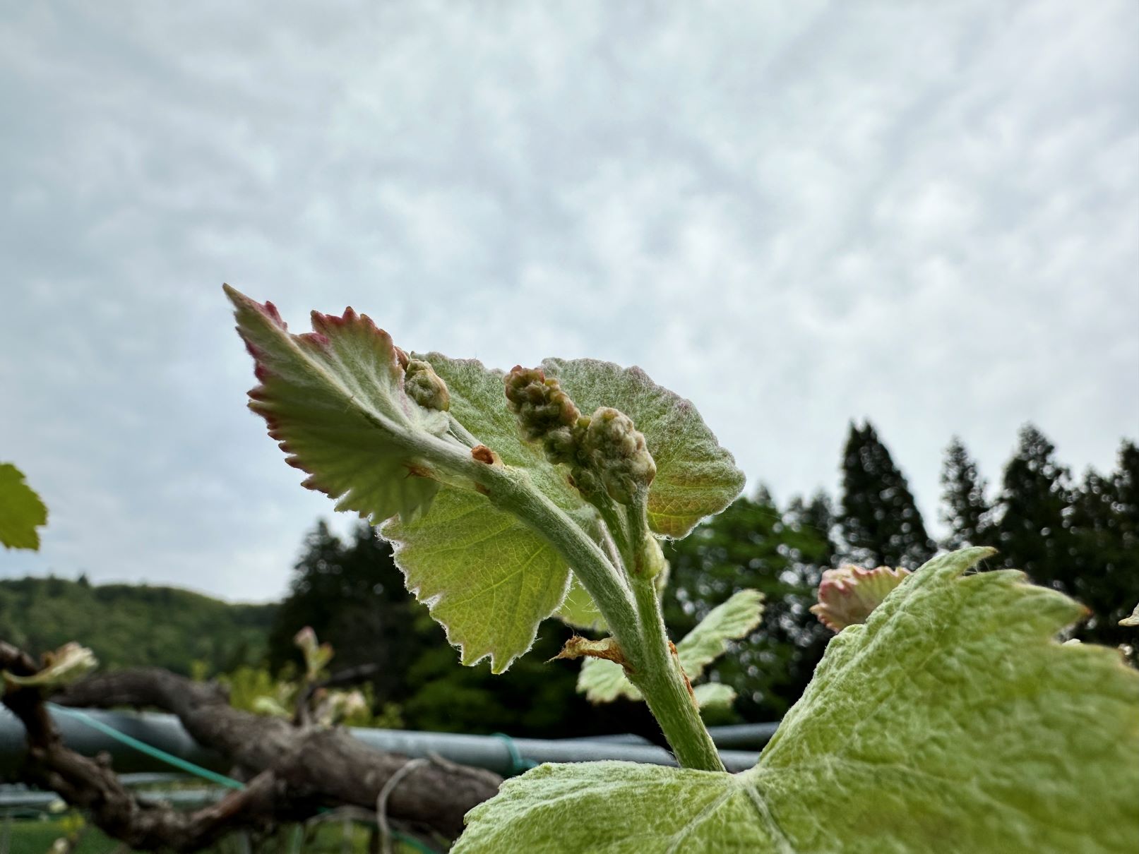 ブドウがどんどん成長する