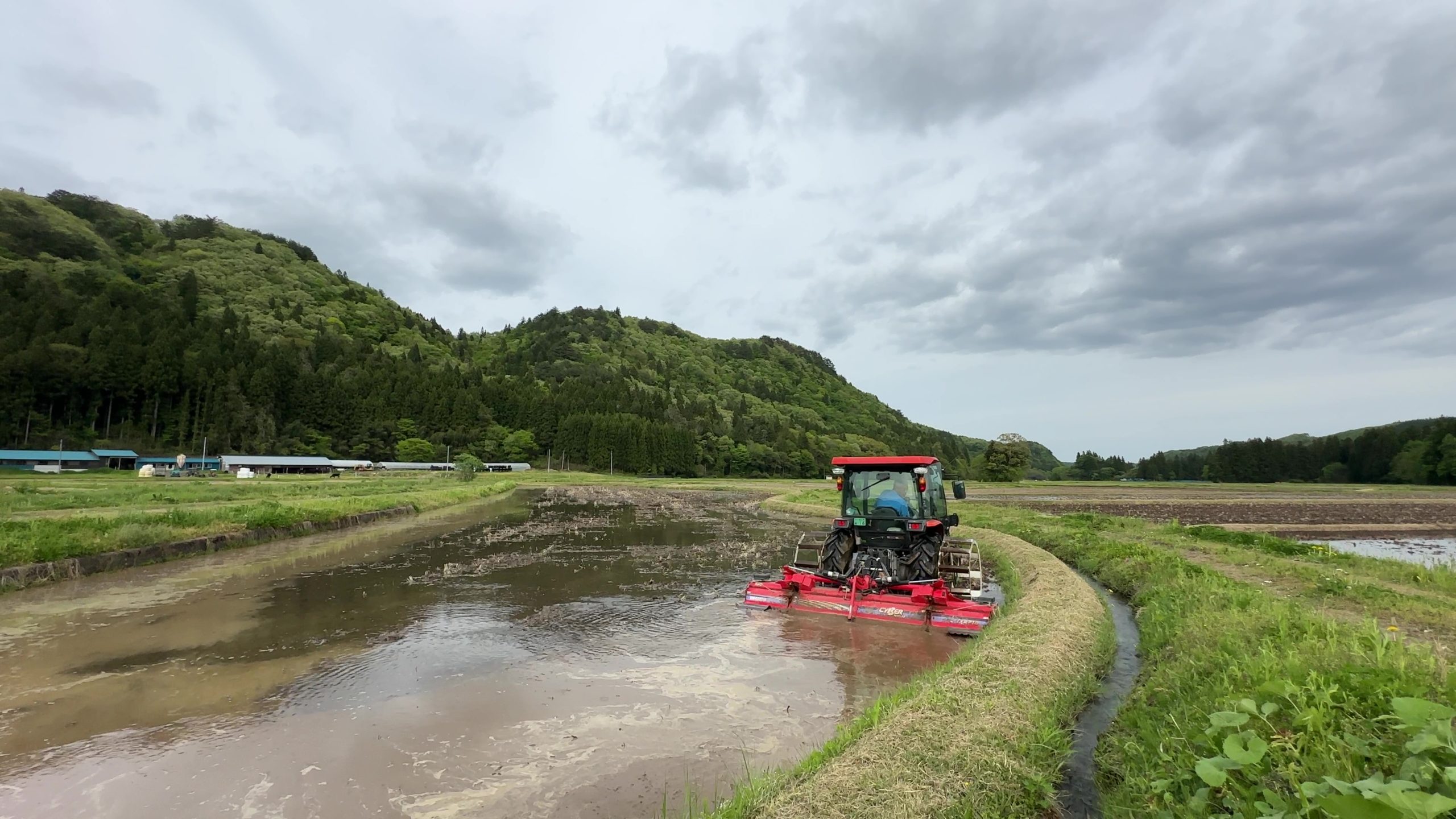 代掻きと本寺ギツネ