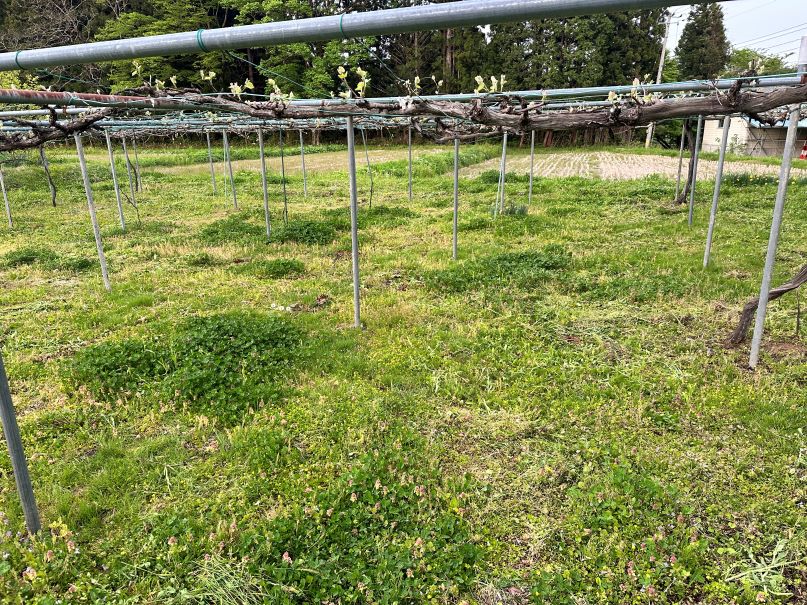 ブドウ棚の下の草刈り