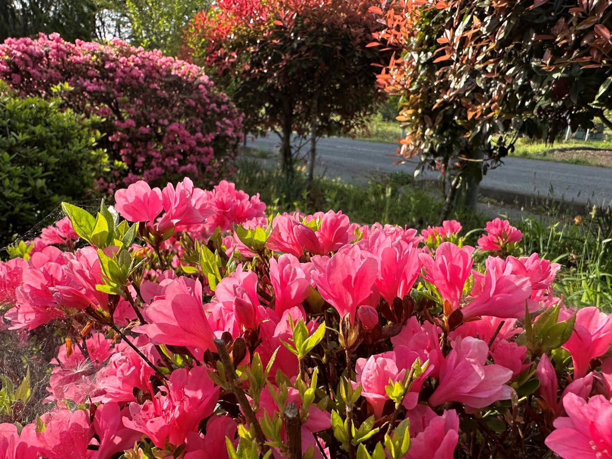 庭の花がきれいだ