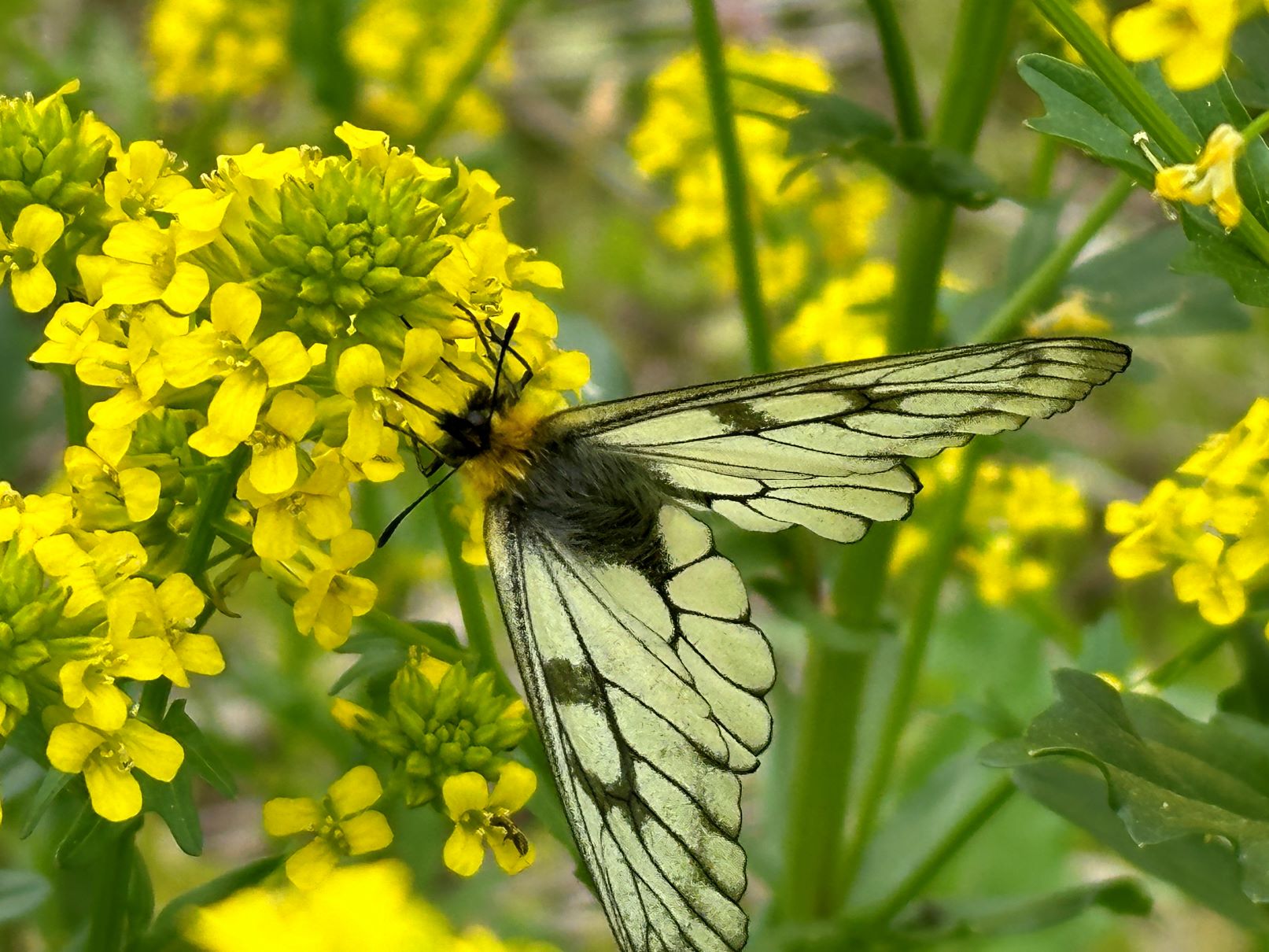 ウスバシロチョウ