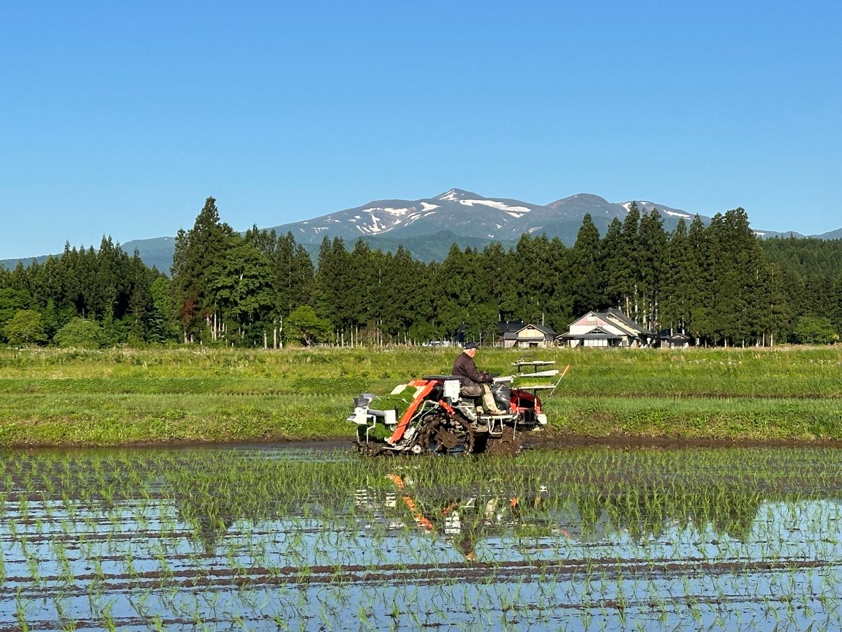 朝から田植え