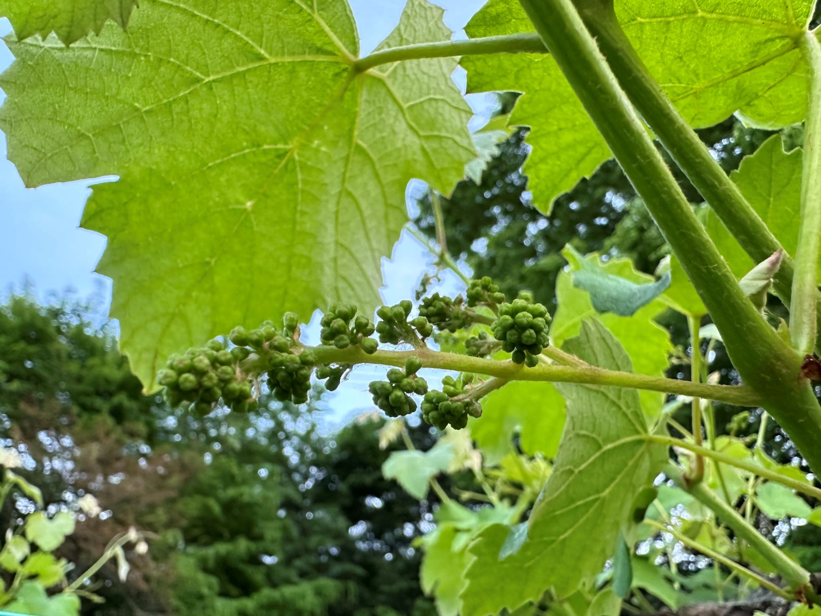 ブドウのつぼみ