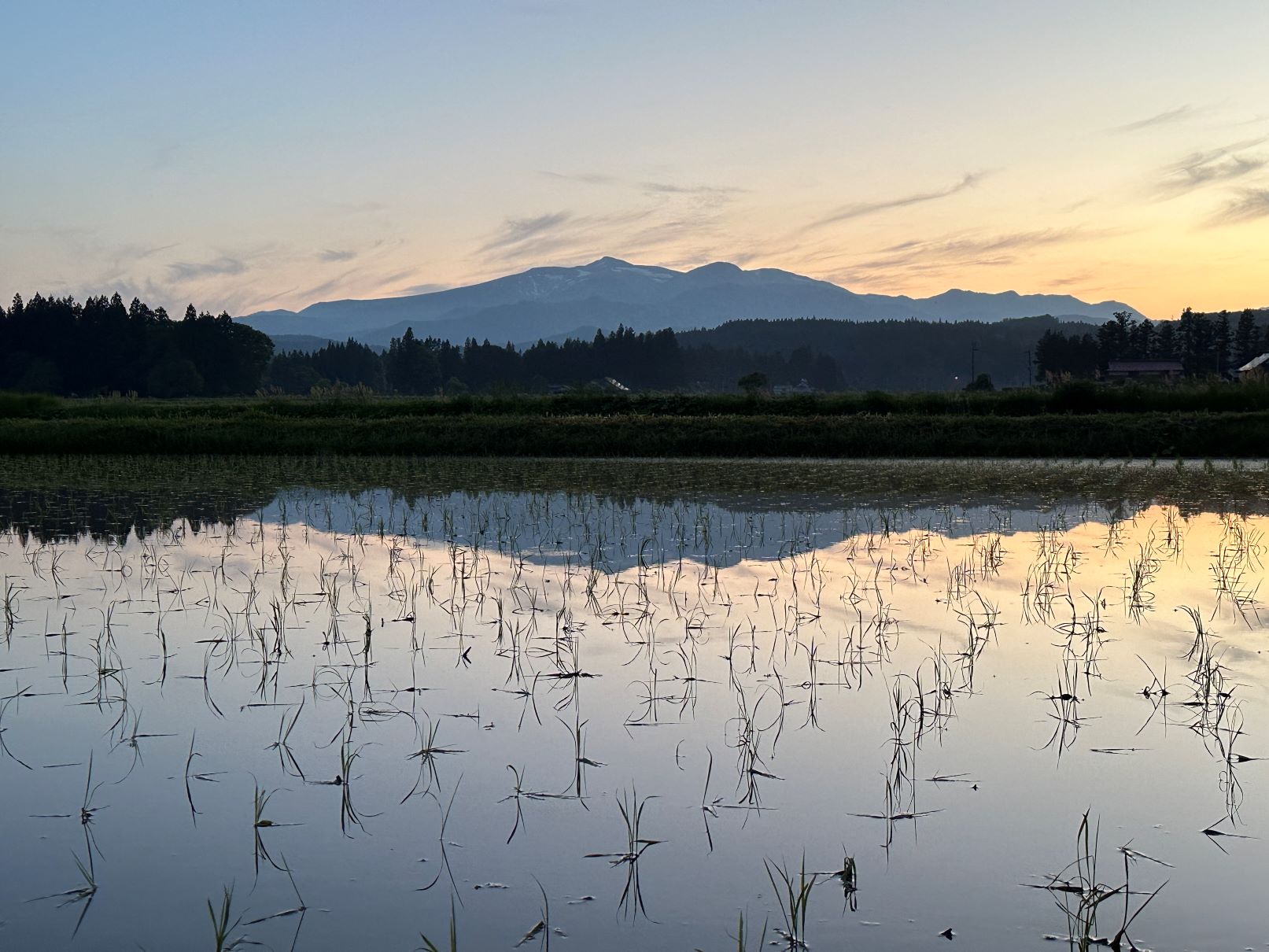 夕暮れの田んぼとカエル
