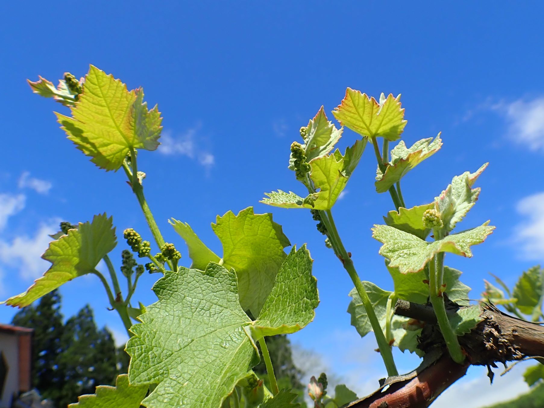 ブドウの成長他