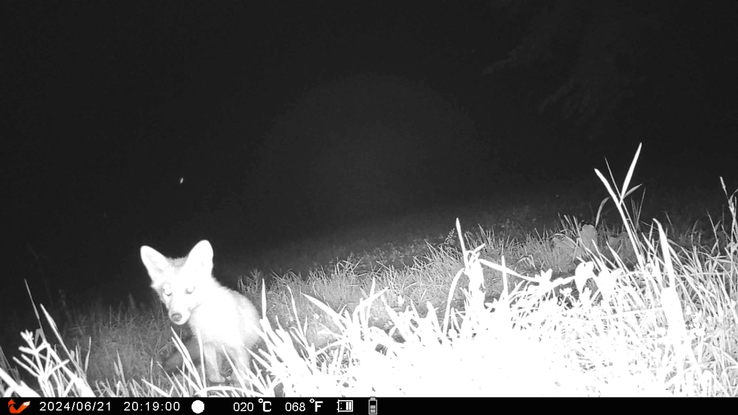 タヌキとキツネII（6/21）