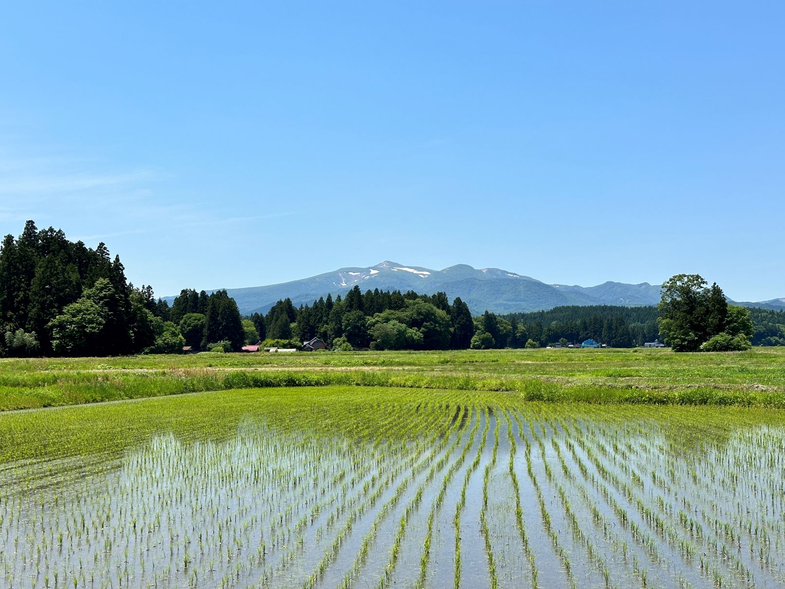 快晴の田んぼ（6/6）