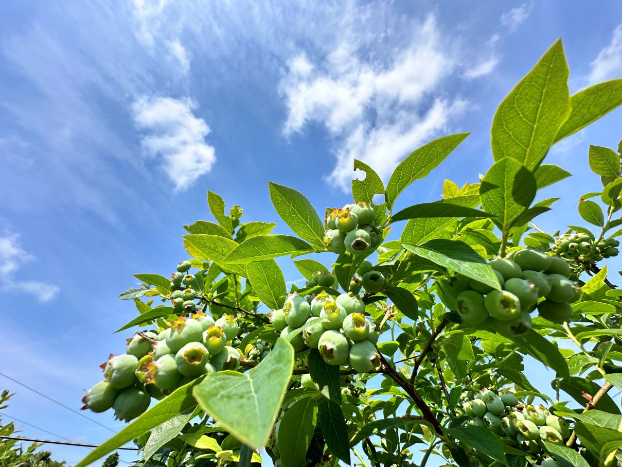 ブルーベリーハウスのブルーベリー(6/8)