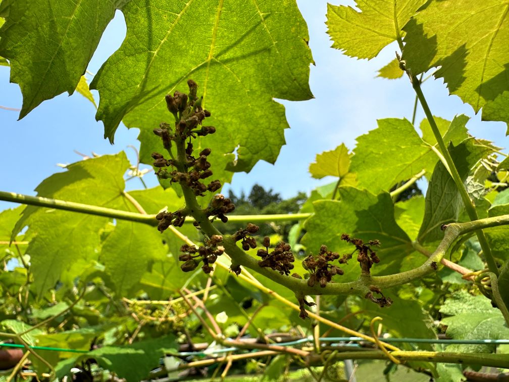 ブドウの花ぶるい