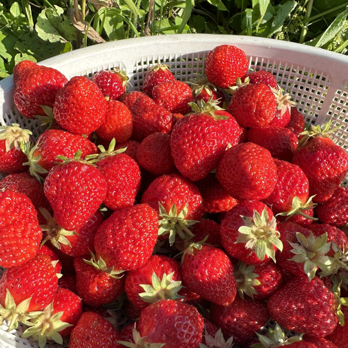 露地イチゴ見学