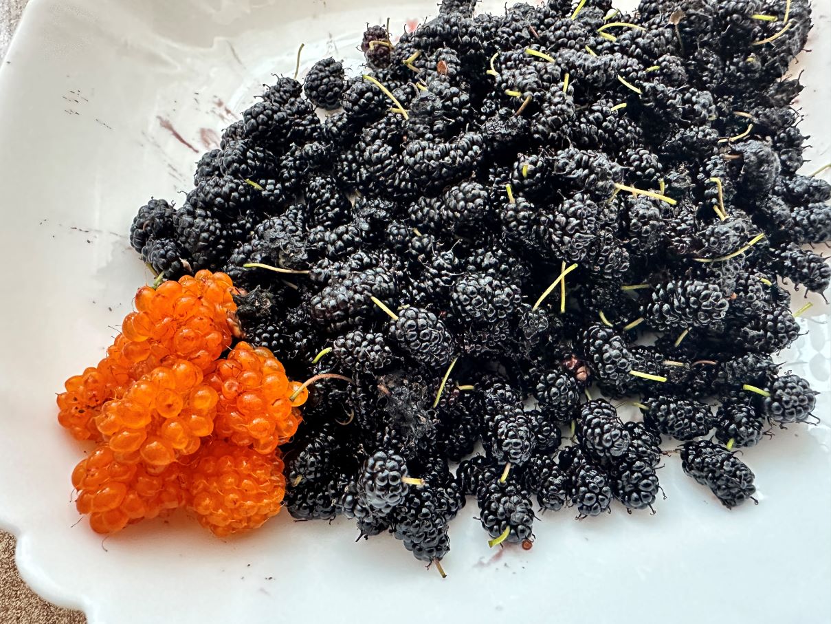 桑の実などなど（6/14）