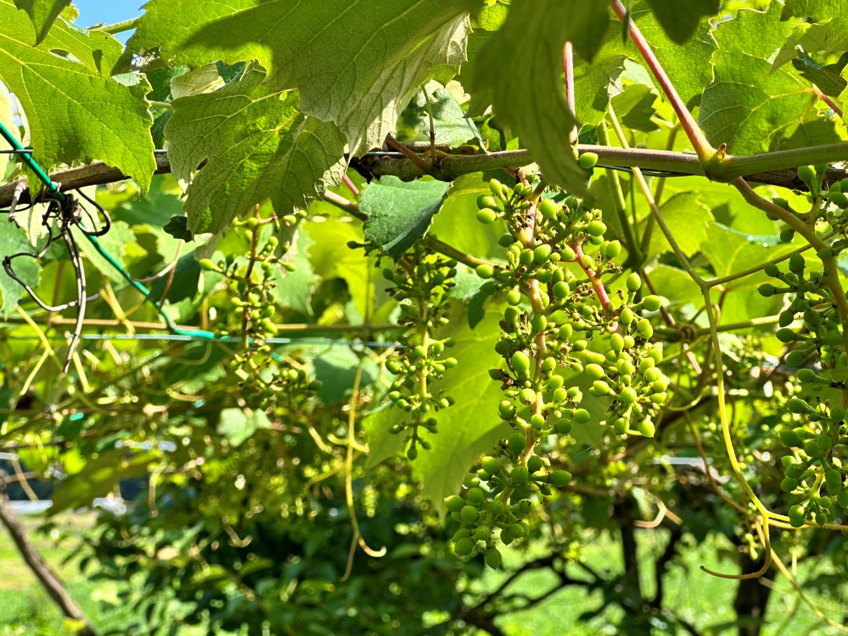 ブドウの実が膨らむ（6/19）