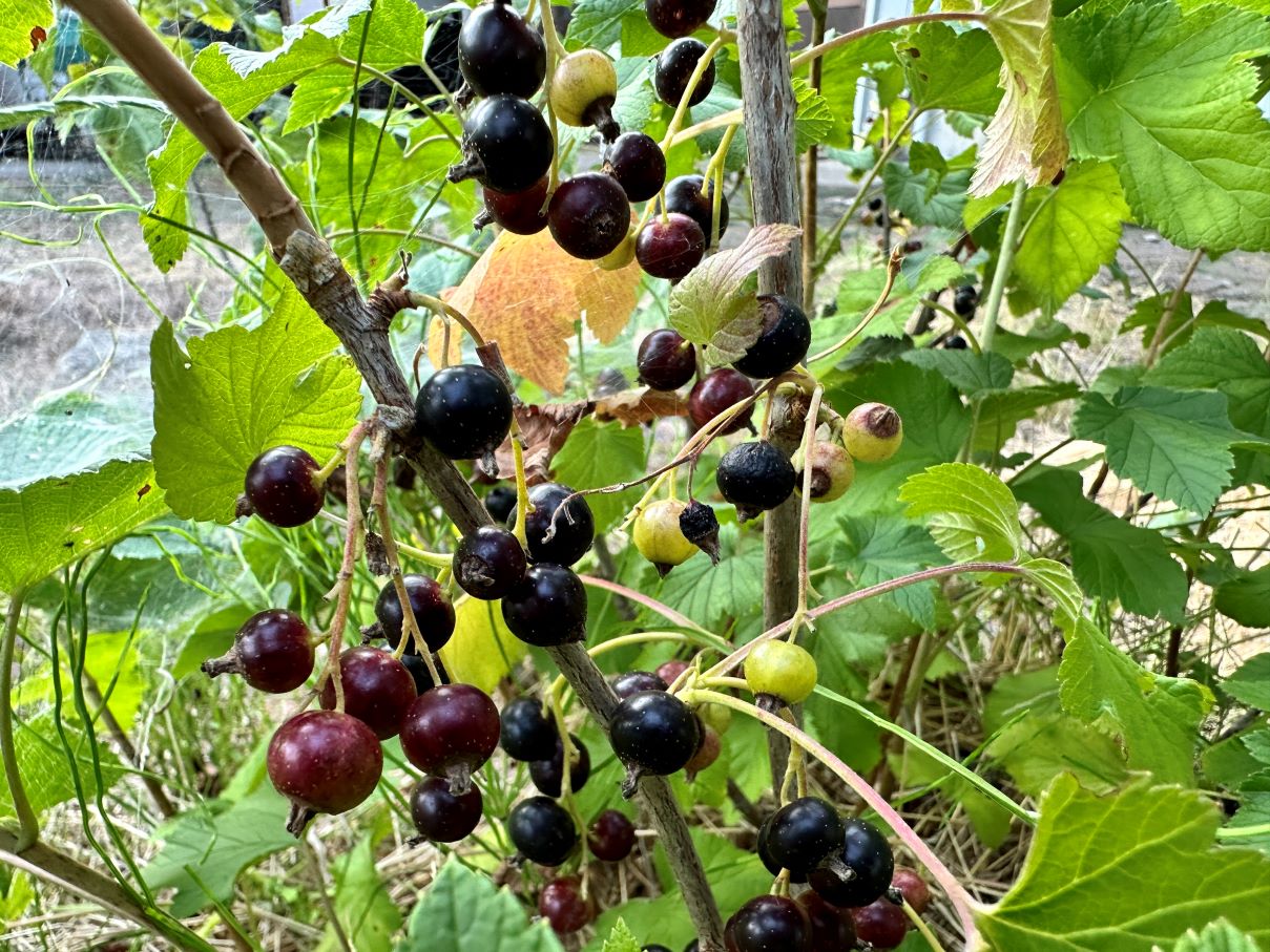 カシスジャム（6/20）