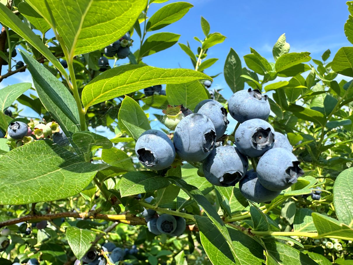 ブルーベリーの季節（6/29）