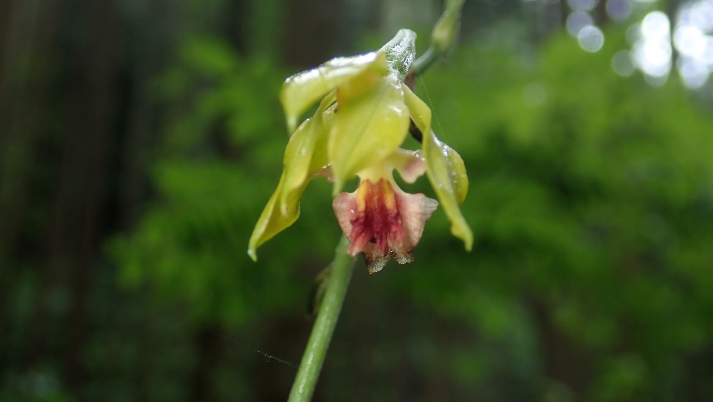 サルメンエビネ？