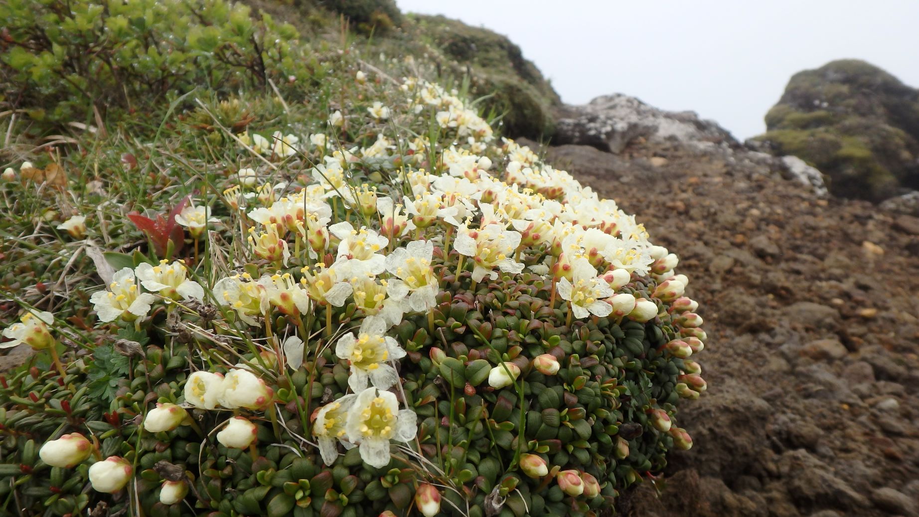連日の山歩き（6/4,5）