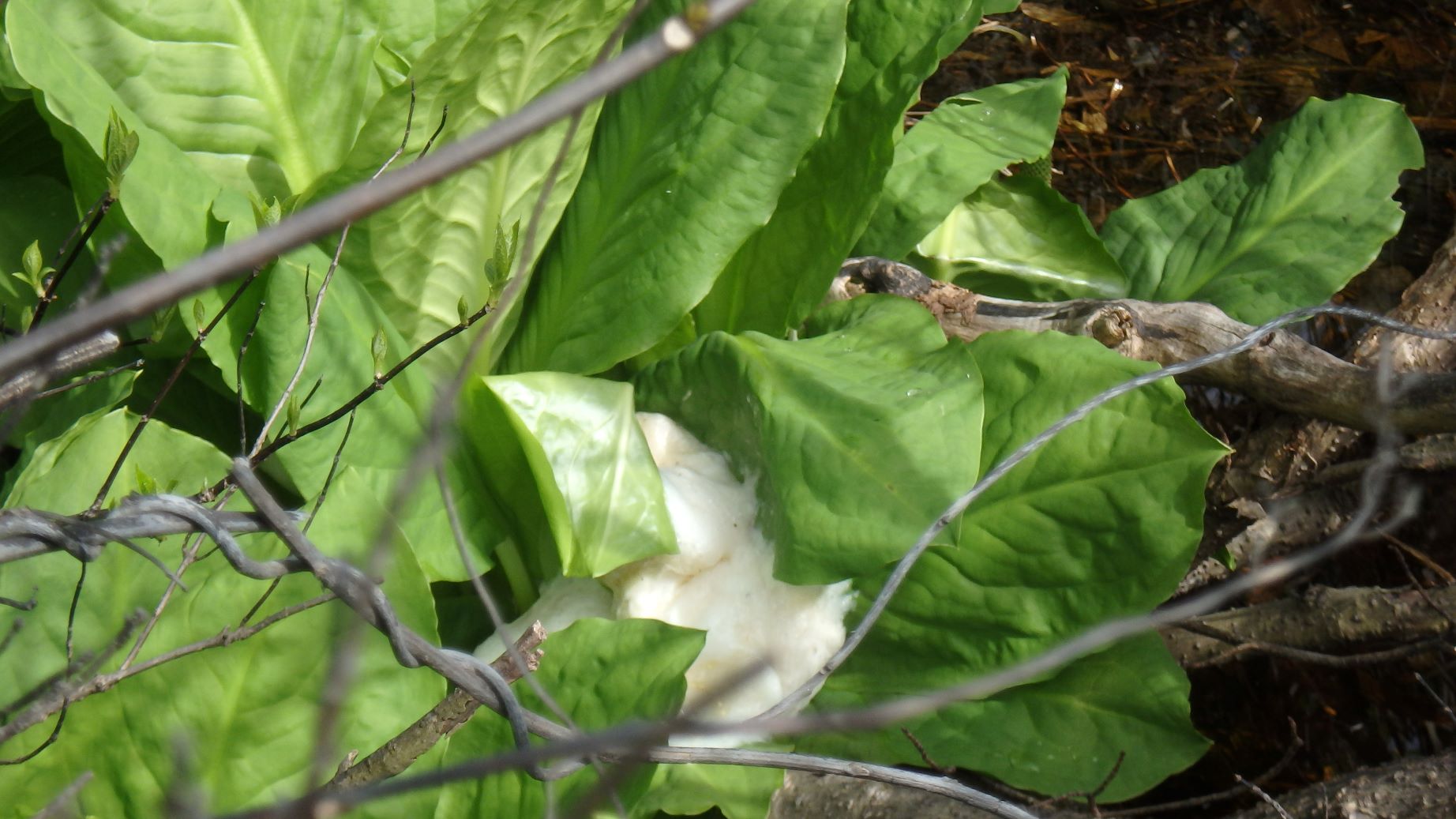 モリアオガエルの進化形？（6/4）