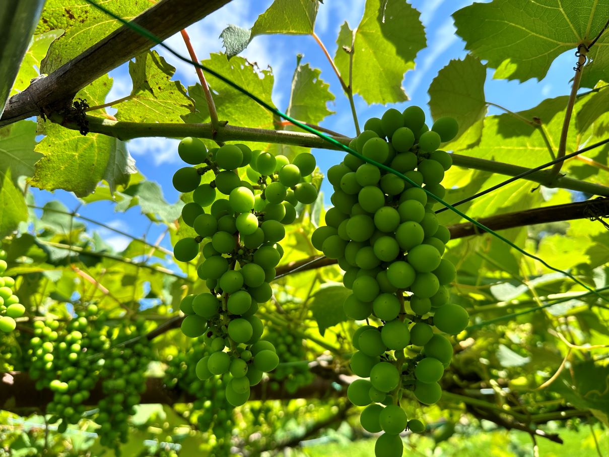 ブドウの袋がけ（7/2）