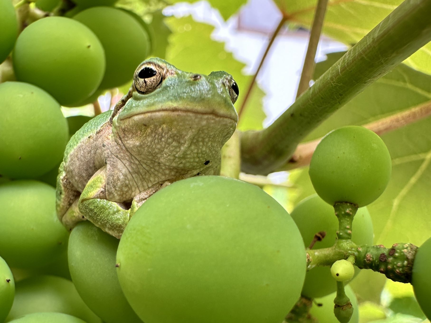 今日も袋かけ（7/3）