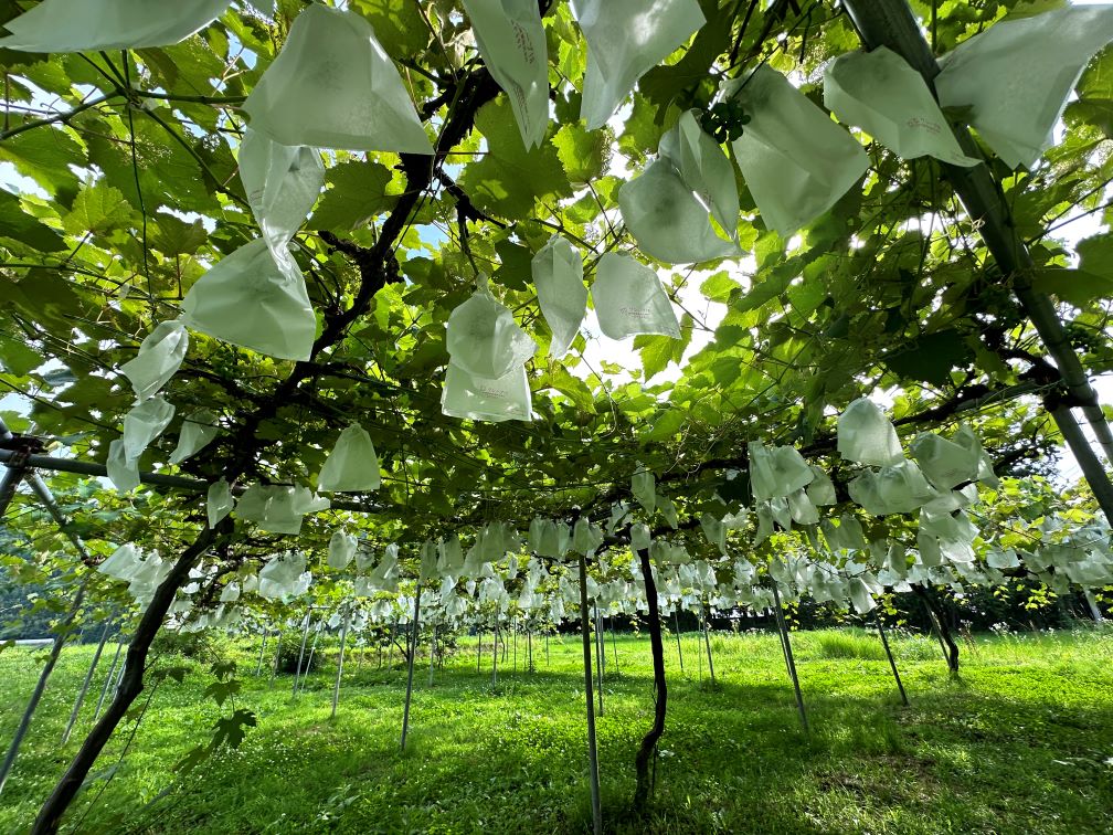 袋かけ終了（7/5）