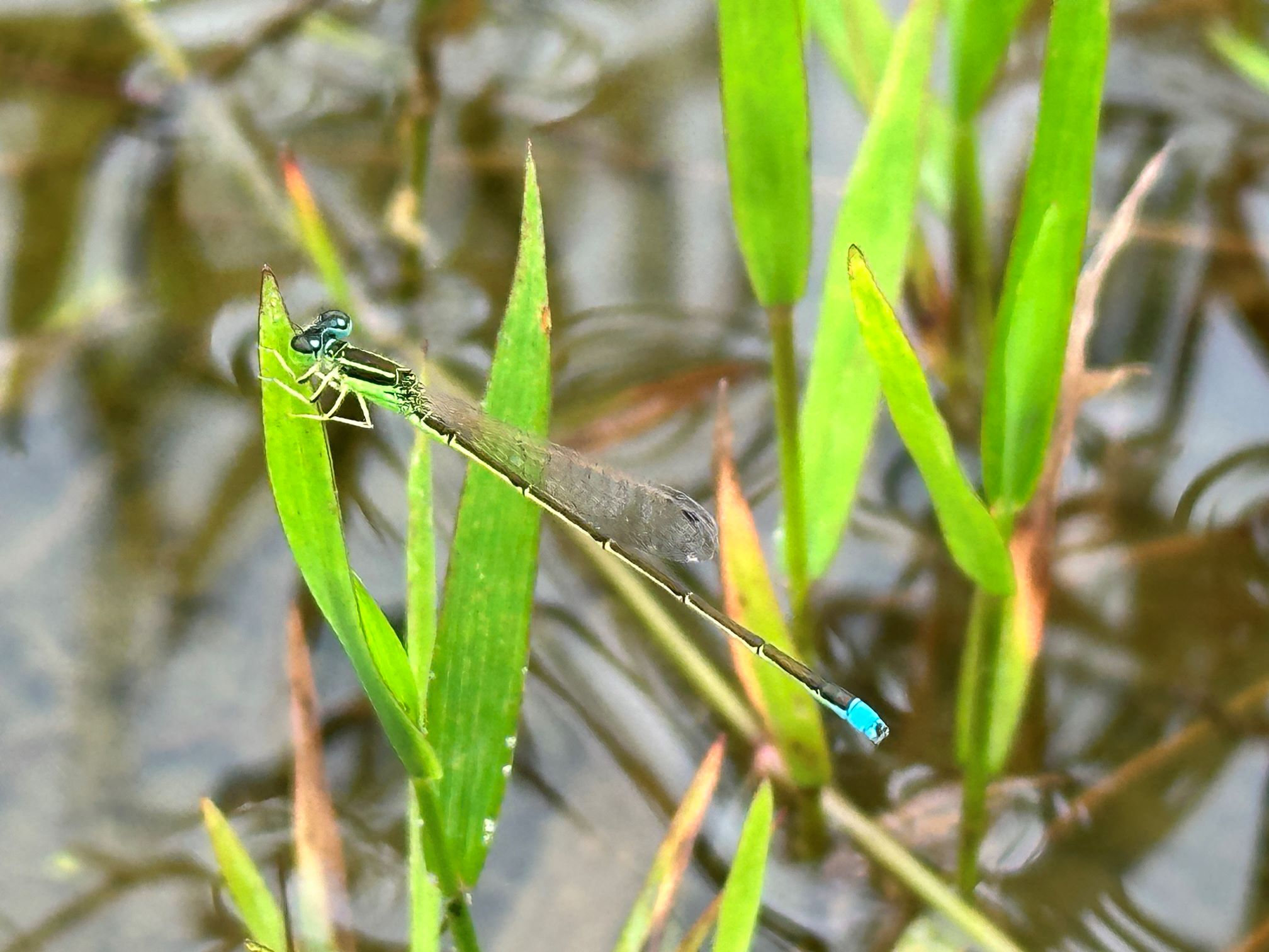 お休みは温泉（7/8）