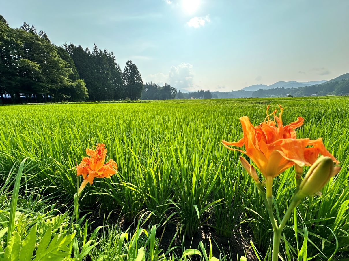 ヤブカンゾウ（7/12）