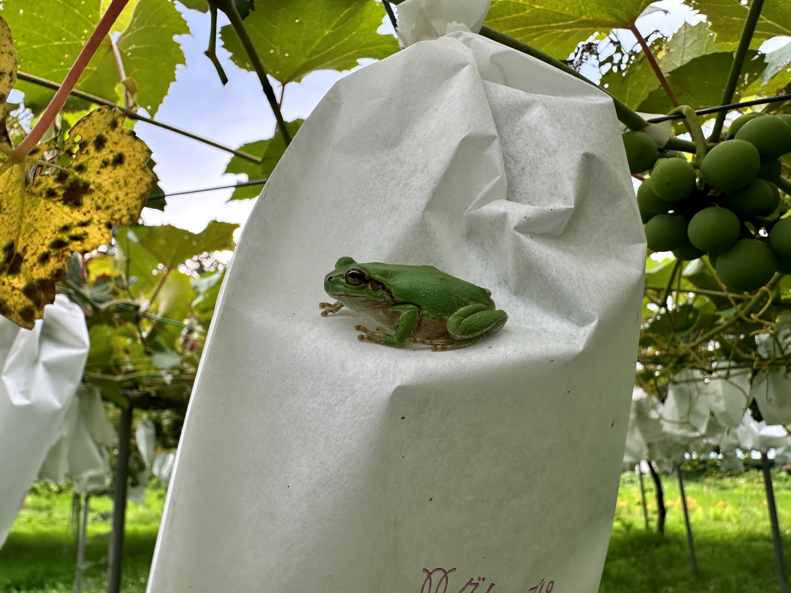 ブドウ畑は任せた