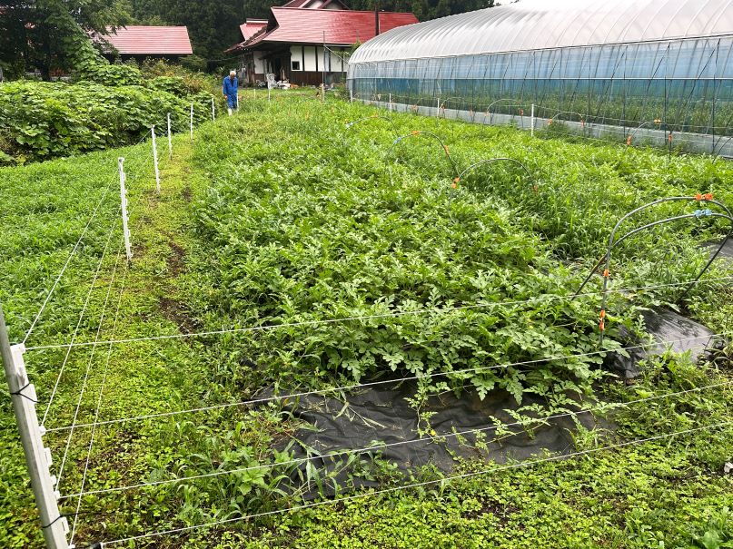 スイカも電柵（7/27）