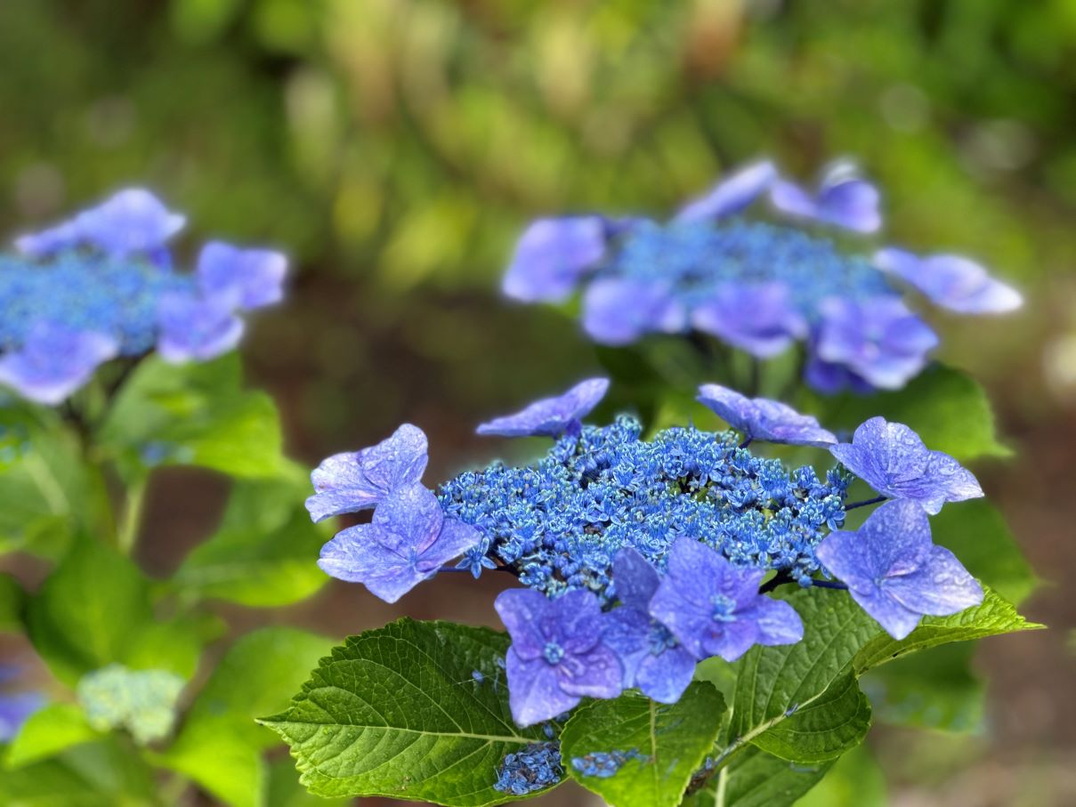 庭のあじさい（7/9）