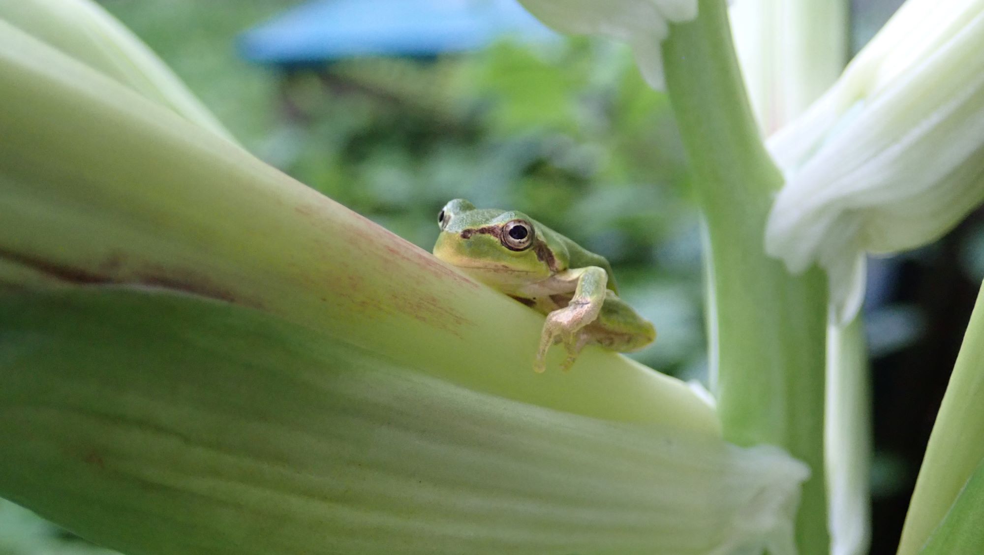 最近の畑などなど