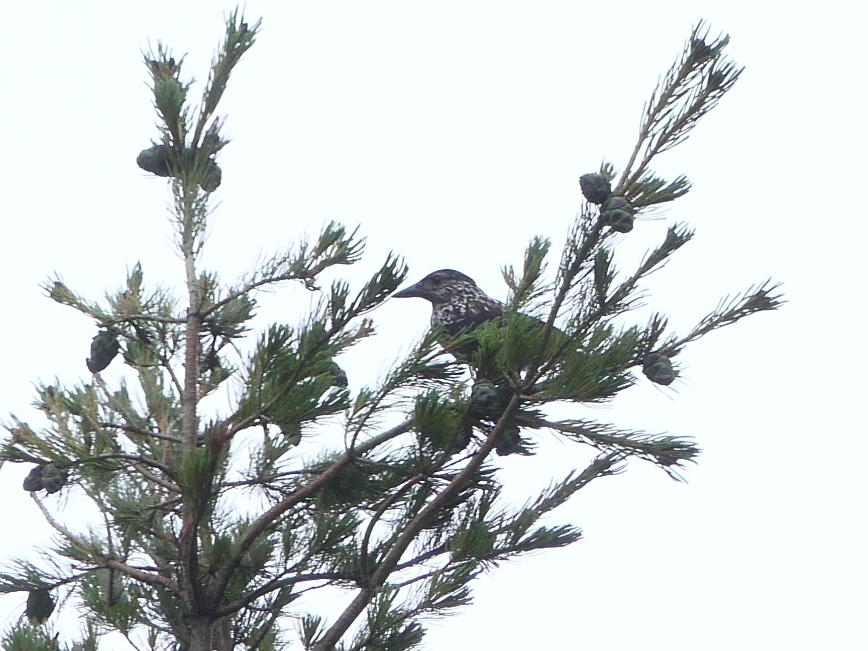 ホシガラス（7/10）