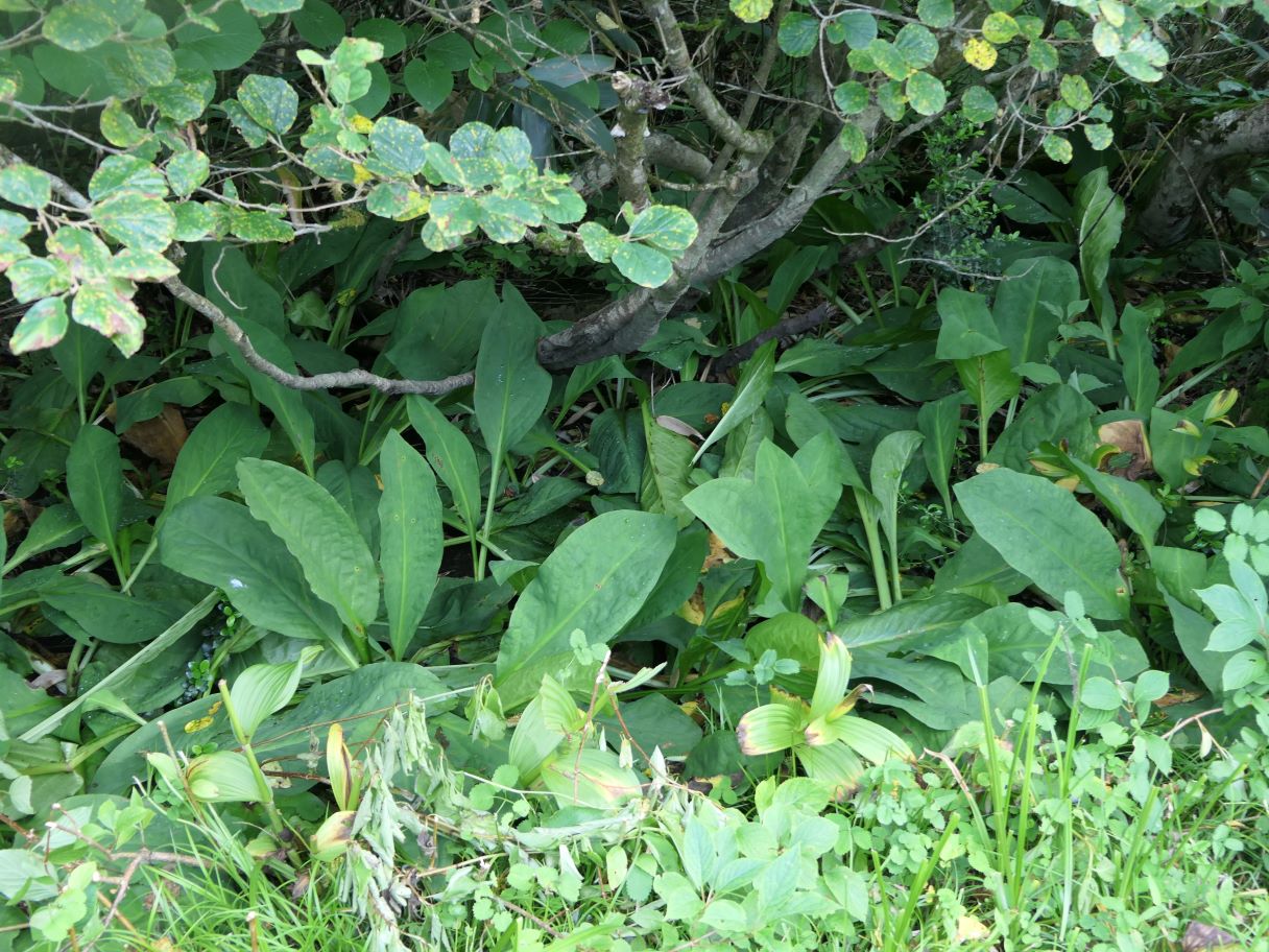 野鳥の森はクマ？（7/21）