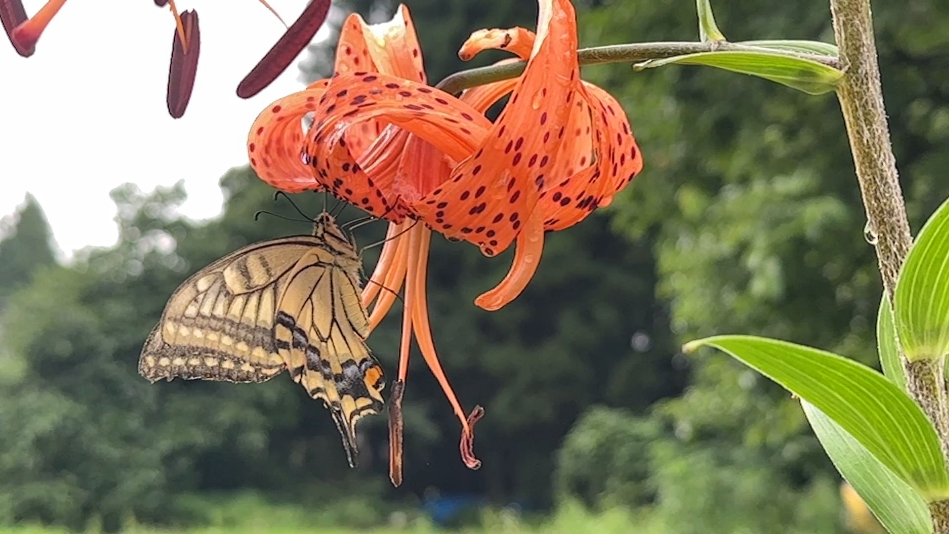 オニユリとキアゲハ（7/28）