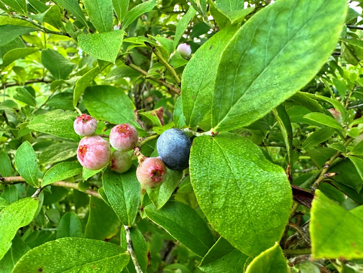 熟さないブルーベリー（8/3）