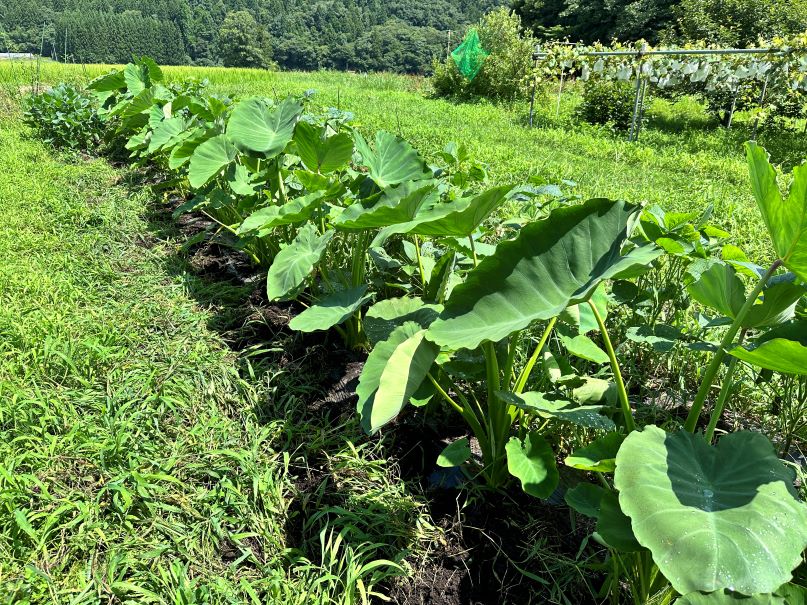 里芋どーしよう(8/6)